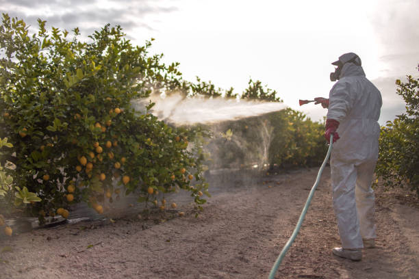 Best Affordable Pest Control Services  in Cedar Ridge, CA