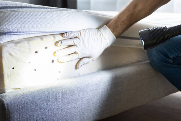Wasp Removal Services in Cedar Ridge, CA